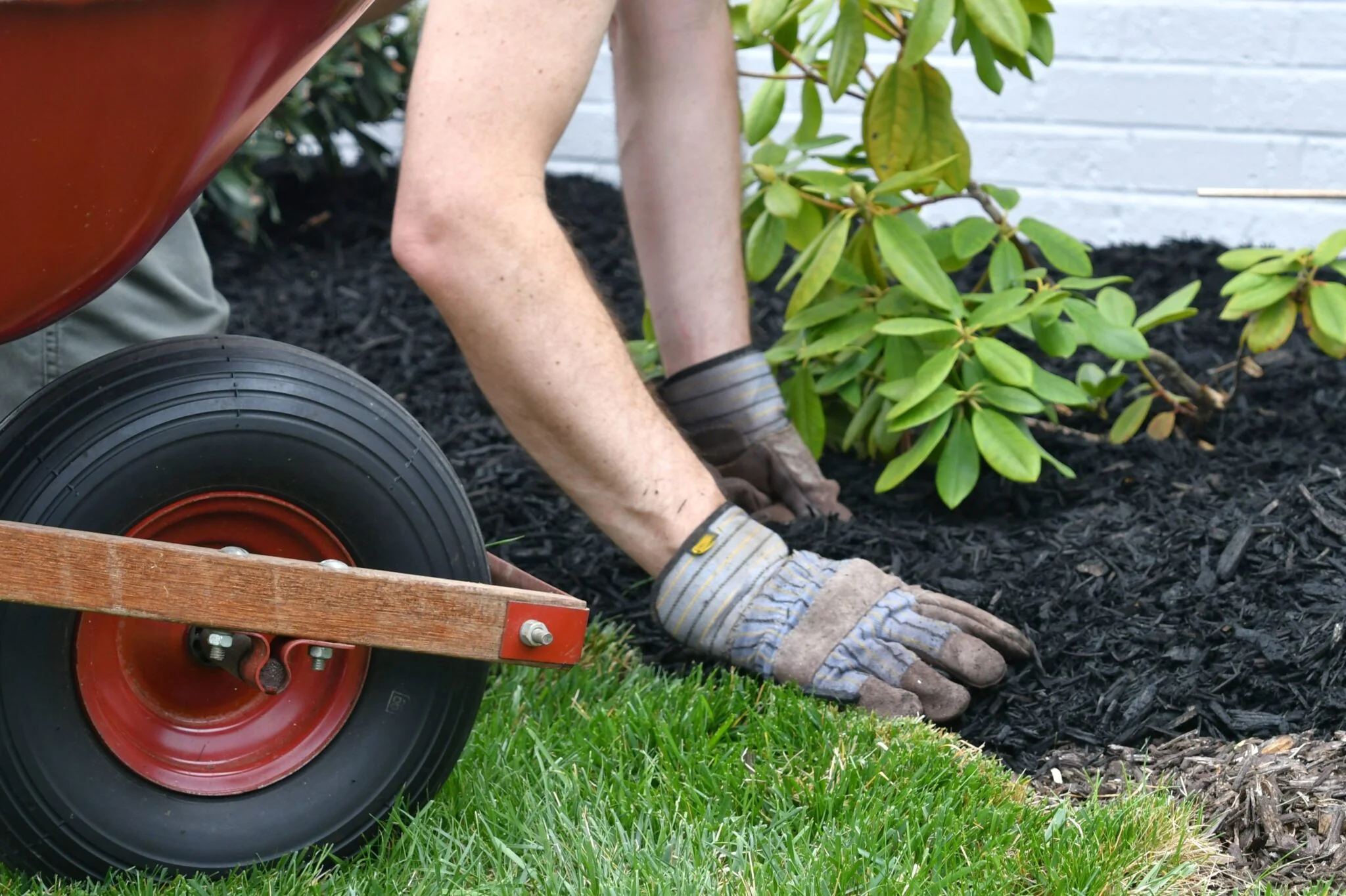 Gloved hands spreading dark mulch around a shrub beside a wheelbarrow