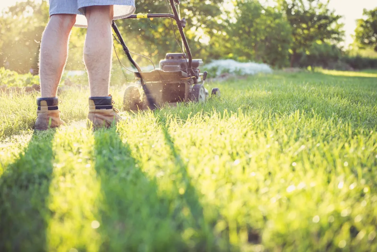 Professional landscape maintenance on a lush green lawn in South Jersey