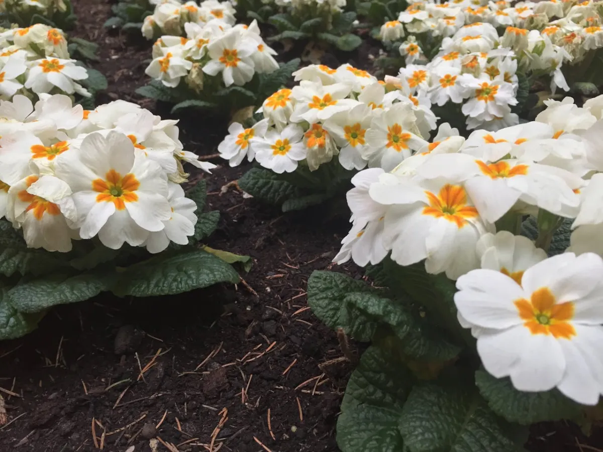 Fresh mulch installation around flower beds