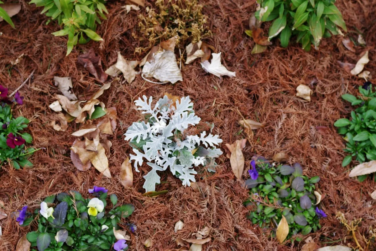Mulch installation around garden beds in South Jersey